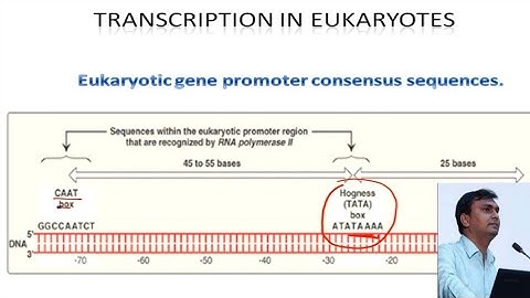 Transcription in eukaryotes | Post transcriptional modifications