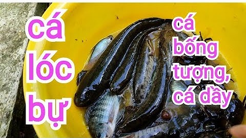 thăm lợp lóc miền tây trúng mánh, hàng khủng,#sanbat ,#fishing