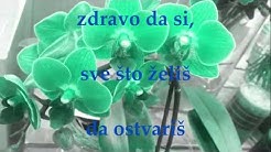 Srećan 18. rođendan! - RADOST
