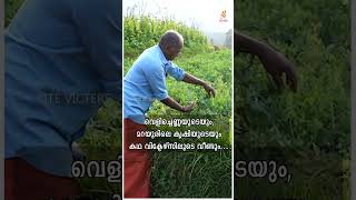 എങ്ങനെ എങ്ങനെ എങ്ങനെ  പരിപാടിയുടെ പുനഃരാവിഷ്കാരത്തിൽ വെളിച്ചെണ്ണ ഇടുക്കിയിലെ കൃഷി എന്നിവ