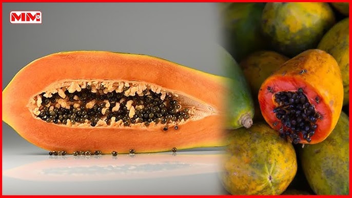 Porno kichkina frantsuz xantal