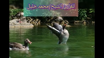 آيات مباركة🌴 من سورة الفرقان🎙️ بصوت القارئ الشيخ/محمد خليل📻