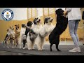 Longest dog conga - Guinness World Records