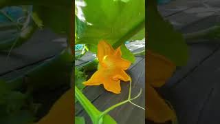 Potted pumpkin plant on a roof terrace