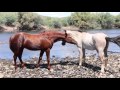 Maverick Mustangs of the Salt River By Tom Porter & Craig Downer