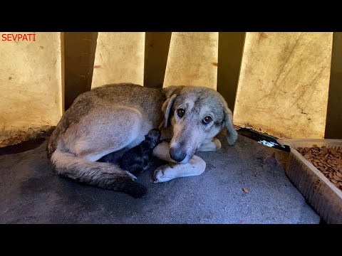 Doğumu Devam Eden Anne Köpeğe Yeni Otağ  Kurduk | Nehir Bölgesi