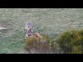 Pareja de lobos carroñeando los restos de una yegua