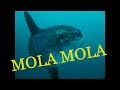 Mola Mola Safety Stop