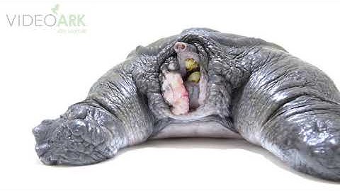 A male Malayan peacock softshell turtle (Dogania subplana) at the Wroclaw Zoo.