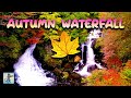 Autumn Forest Waterfall 🍂🍁 Autumn Forest Ambience &amp; Relaxing Waterfall Sounds for Stress Relief