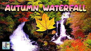 Autumn Forest Waterfall 🍂🍁 Autumn Forest Ambience & Relaxing Waterfall Sounds for Stress Relief by Cat Trumpet 6,418 views 6 months ago 2 hours, 1 minute