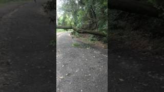 Tree blocking road