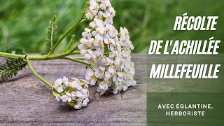 L'achillée millefeuille au jardin en permaculture