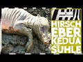 Zoo Wuppertal: Hirscheber KEDUA in der Suhle | zoos.media