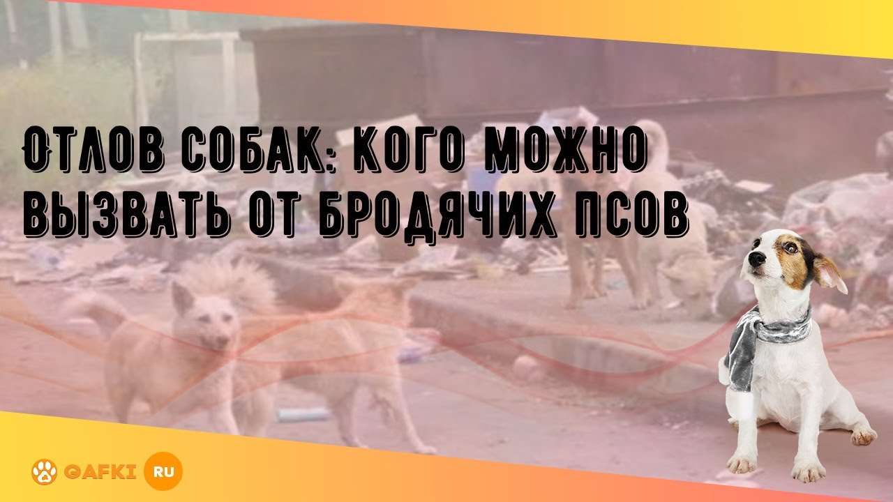Отлов собак: кого можно вызвать от бродячих псов - YouTube