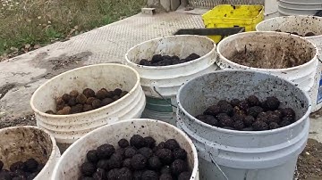 Hulling black walnuts - outdoor storage and curing?