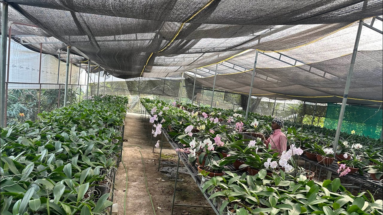 Four way to repot phalaenopsis seedlings #agribizz #phalaenopsis #gardening