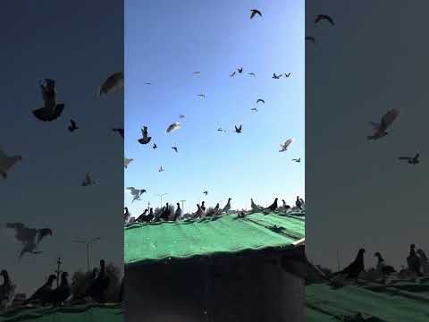 طريقه كرش الفراخ