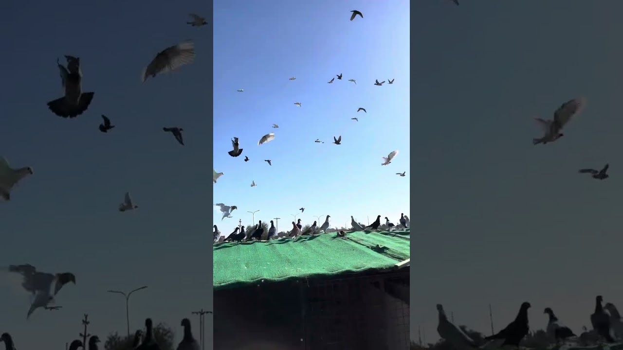 طريقه كرش الفراخ