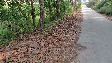 Nhà đất Củ Chi giá rẻ, nhà đất Trần Thu Phương: dt : 2634m cây lâu năm......