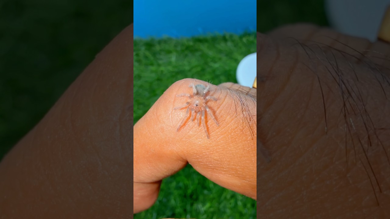Tarantula Mar Gaya (Dead) 😱😱 #tarantula #shortsfeed #guppyfish #bettafish #trending #fish #shorts