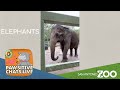 Elephants