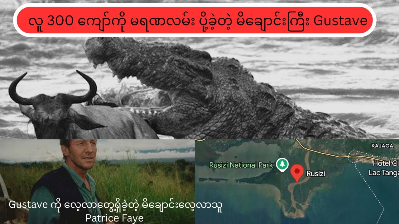 ကမ္ဘာ့အကြီးဆုံးမ်ိချောင်းက Lolong လား? Gustave လား?