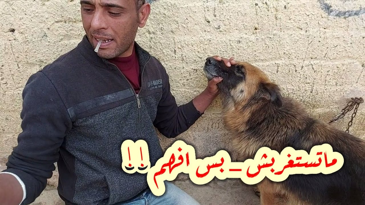 نقطه دم سبب ان الكلبه تخلف/ اغرب طريقه للكلاب اللي مابتولدش