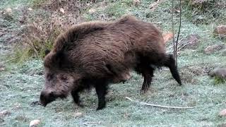 مدهش صوت الخنزير-Wild boar sounds