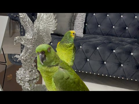 Loro llorando porque