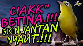 Ciak Ciak Kecial Kuning BETINA Ampuh Bikin Jantan Cepat NYAUT‼️| PEPADU KECIAL