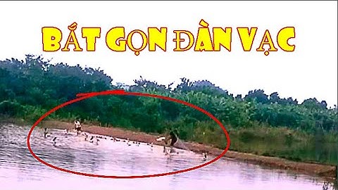 Hạ Đàn Vạc Đầu Mùa/ Hành Trình Theo Chân Thợ Bẫy Cò, Vạc -  Bẫy Vạc Trên Đầm Nước T167