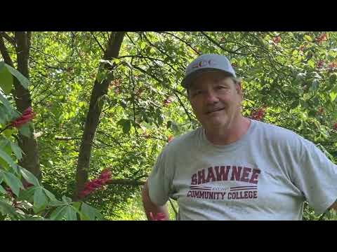 Video: Humilis Buckeye Info - Lär dig att odla ett dvärg rött Buckeye Tree