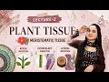 Maristematic tissue | plant tissue |types