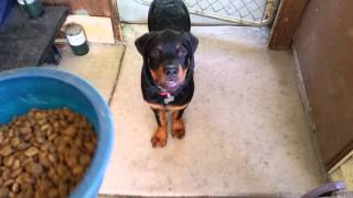 Rottweiler puppy wants his food.Deka 4 months old