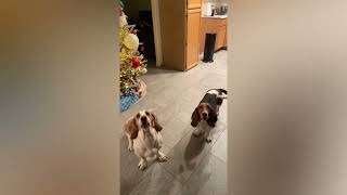 Basset hounds when their mom gets home from work! COOKIESSSSS💕 by Las Niñas Chaparras 79 views 1 year ago 3 minutes, 10 seconds