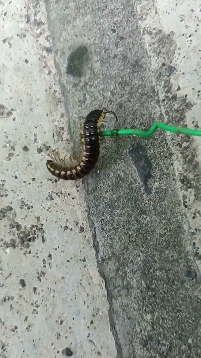 Don't run away, good crow caterpillars don't bite #funny #shorts