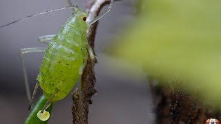 Aphid Close Up - Macro Videography - Sony Raynox Dcr-250 - Macro Shots