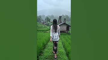 Beauty Woman - Rainy day in ricefield  #relax #rain #culture #relaxing #relaxingsounds #satisfying