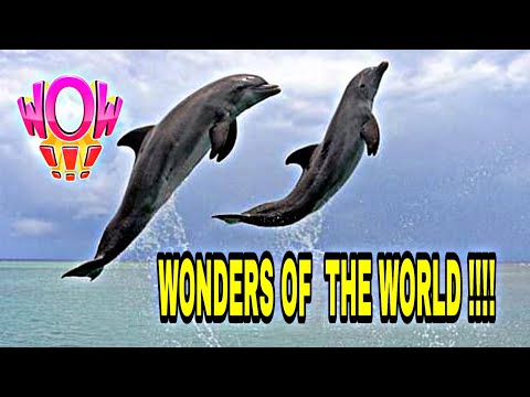 Dolphin show in Dubai 2019||Truly Amazing||Dolphin and seal show