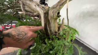 Scots Pine Tanuki Bonsai, Cleaning and Restyling