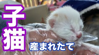 （閲覧注意）猫の出産＃２　出産したけど胎盤とへその緒をそのままにするママ猫〜猫おじさん焦る