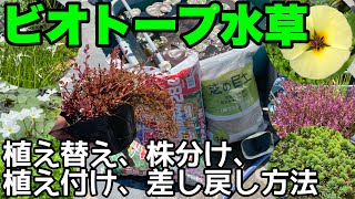 初心者必見！全てのビオトープ水草の植え替え、株分け、お手入れ方法が分かる！メダカ睡蓮ビオトープ