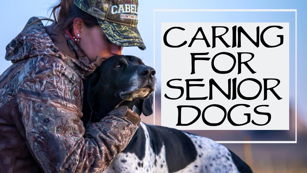 How To Take Care Of Senior Dogs YouTube