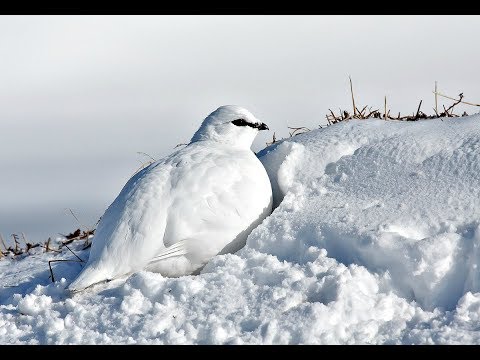 Как настрелять мешок куропаток зимой?! Секреты охоты на куропатку!