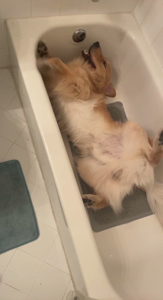 Golden Retriever Swims Sideways In Empty Bathtub || ViralHog