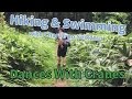 Hiking  swimming with charlie no seikatsu