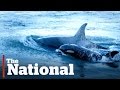 Orca Baby Boom Off Vancouver Island
