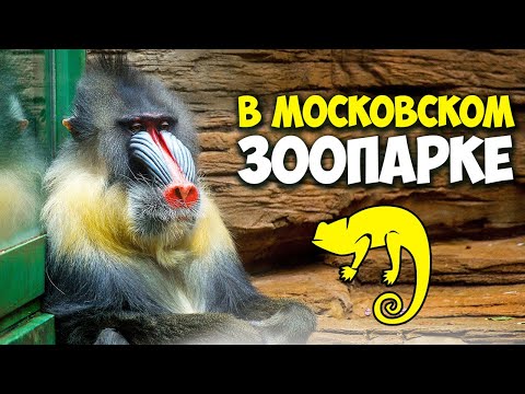 Московский зоопарк - билеты, цены и многое другое / Зоопарк после пандемии