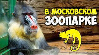 Moscow Zoo 2021 - tickets, prices and much more / Zoo after the pandemic